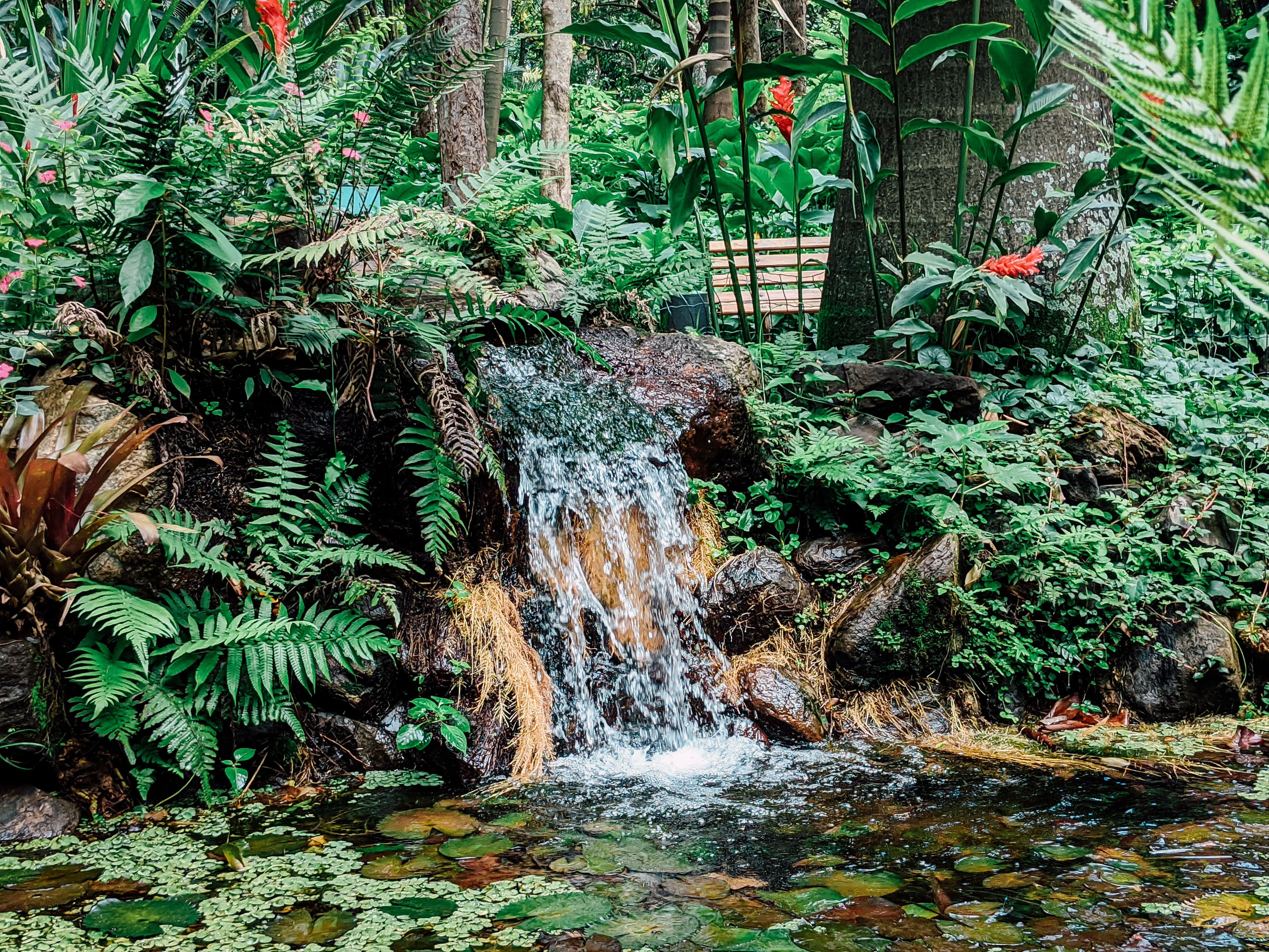 Rainforest waterfall
